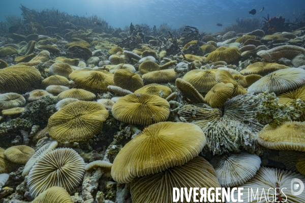 Colonie de coraux Fungia scruposa - Fungia scruposa coral colony