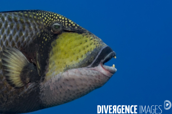 Baliste titan Balistoides viridescens - Titan triggerfish