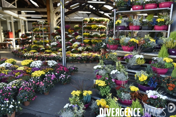 Cimetière et fleurs de fête des morts