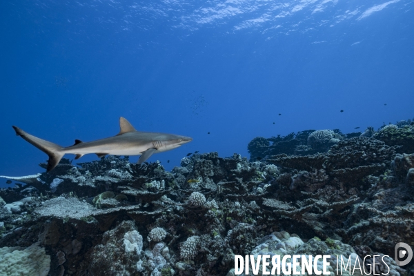 Requin gris de récif Carcharhinus amblyrhynchos - Grey reef shark Carcharhinus amblyrhynchos