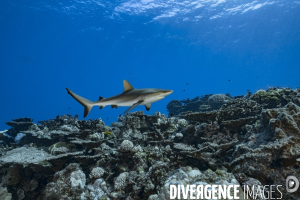 Requin gris de récif Carcharhinus amblyrhynchos - Grey reef shark Carcharhinus amblyrhynchos