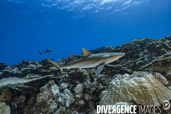 Requin gris de récif Carcharhinus amblyrhynchos - Grey reef shark Carcharhinus amblyrhynchos