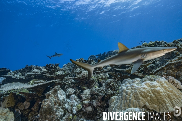 Requin gris de récif Carcharhinus amblyrhynchos - Grey reef shark Carcharhinus amblyrhynchos