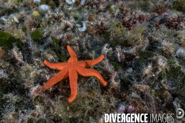 Etoile de mer rouge à 6 bras - 6 arms Red starfish