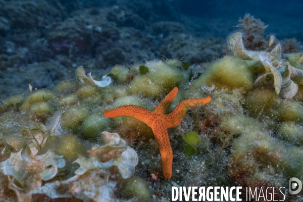 Etoile de mer rouge à 4 bras - 4 arms Red starfish