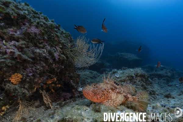 Rascasse rouge en Méditerranée - red scorpionfish in Mediterranean