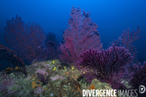 Gorgones pourpres en Méditerranée - Purple gorgonians in Mediterranean