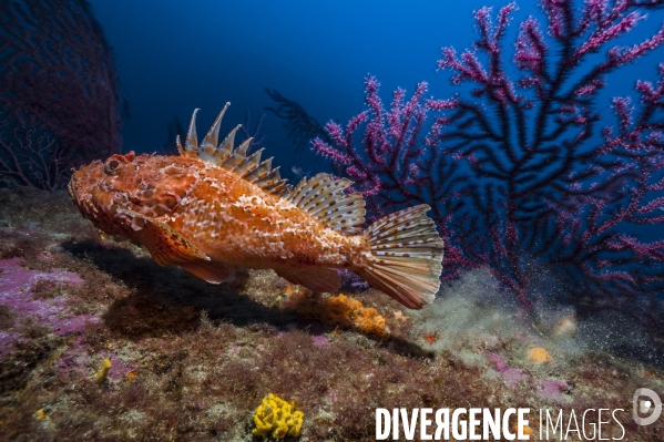 Rascasse rouge en Méditerranée - red scorpionfish in Mediterranean