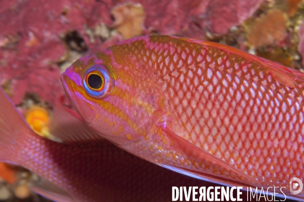 Anthias mâle - Male red damselfish
