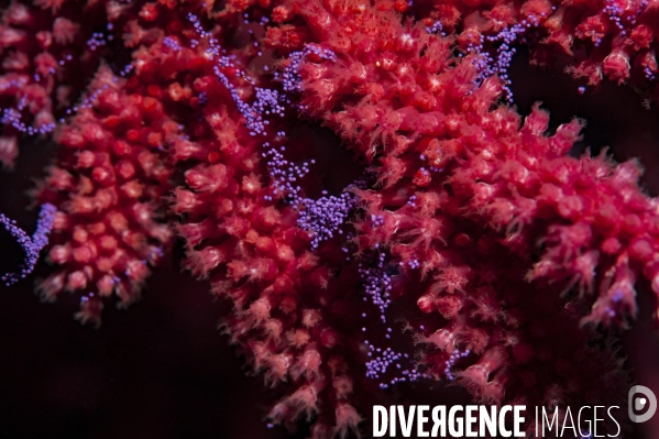 Ponte de gorgone pourpre - Purple gorgonian egg-laying