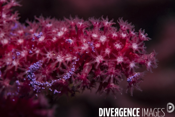 Ponte de gorgone pourpre - Purple gorgonian egg-laying