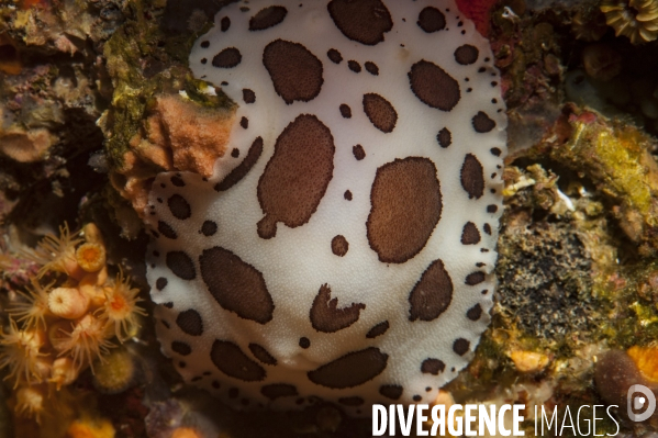 Doris dalmatienne en Méditerranée - Dotted sea-slug in Mediterranean