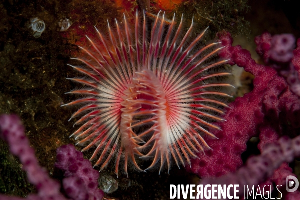 Serpule (Serpula vermicularis) - Red tube worm