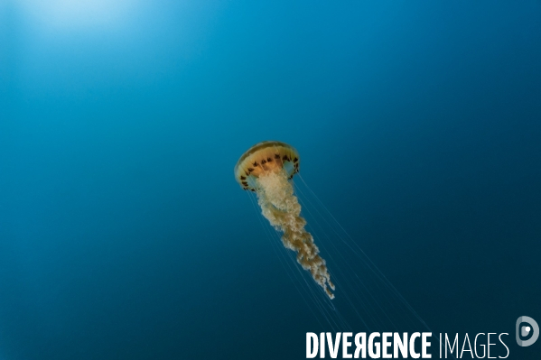 Méduse rayonnée - Compass jellyfish