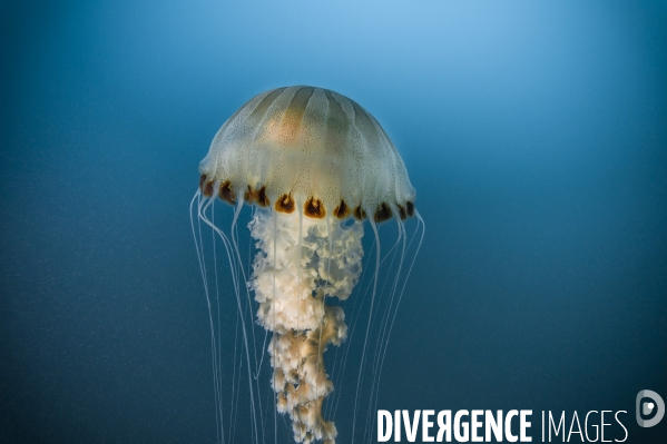 Méduse rayonnée - Compass jellyfish