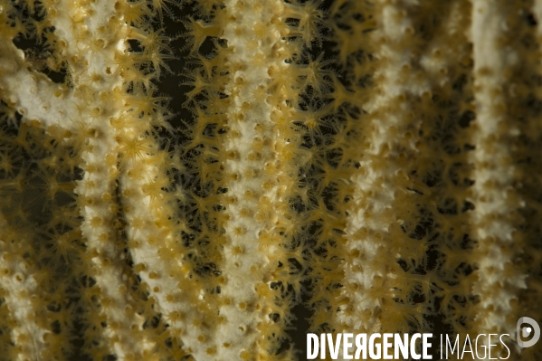 Gros plan sur une gorgone blanche - Macro view of a white gorgonian