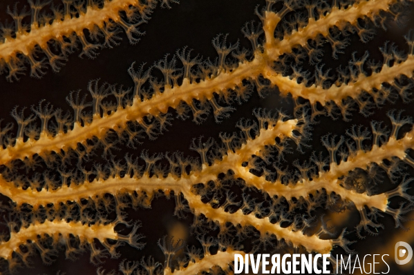 Gros plan sur une gorgone jaune - Macro view on a yellow gorgonian