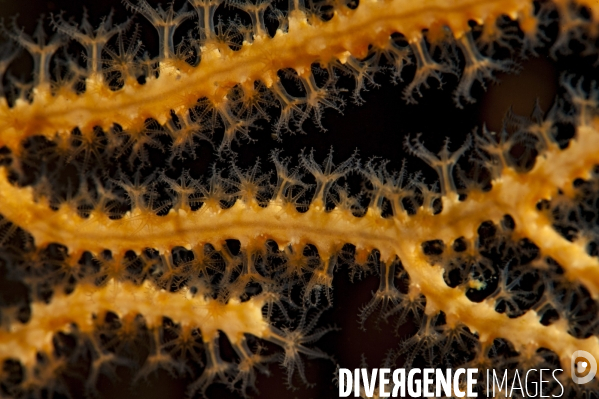 Gros plan sur une gorgone jaune - Macro view on a yellow gorgonian