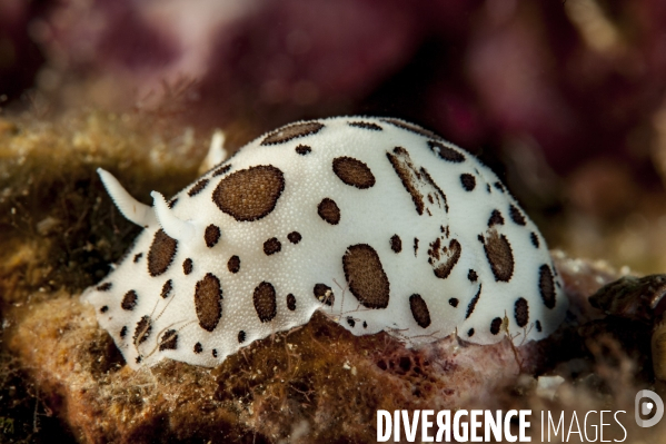 Doris dalmatienne en Méditerranée - Dotted sea-slug in Mediterranean