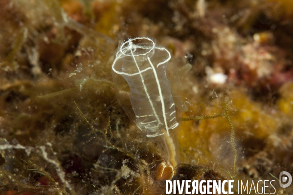 Claveline transparente - Light bulb sea-squirt