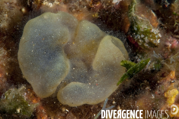 Algue Colpomenia sinuosa - Cartilage alga