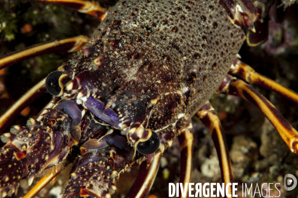 Langouste commune en gros plan - macro view of a spiny lobster