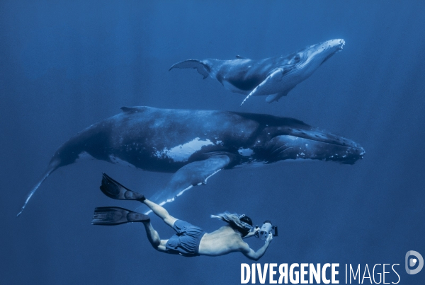 Baleines à bosse et apnéiste