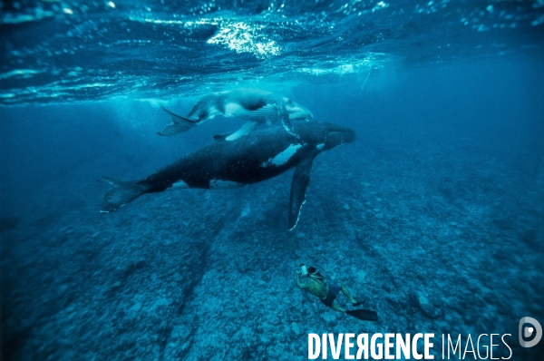 Baleines à bosse sous l oeil d un vidéaste