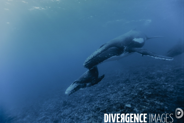 Baleine à bosse et son baleineau