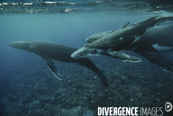 Groupe de baleines à bosse en Polynésie Française