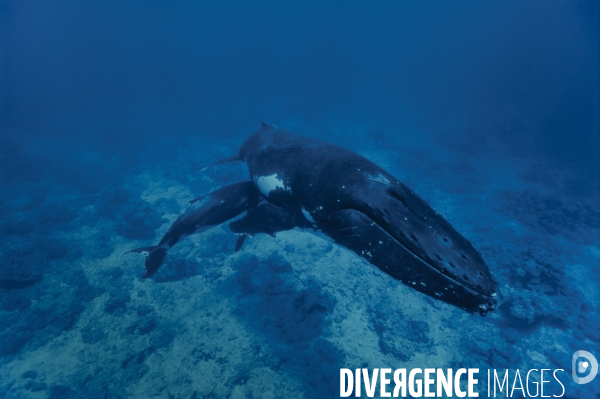 Baleine à bosse et son baleineau