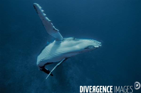 Jeune baleine à bosse et ses nageoires pectorales