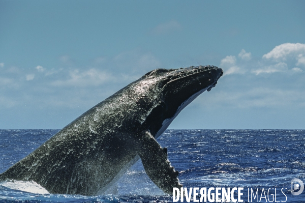Une baleine à bosse perce la surface de l eau