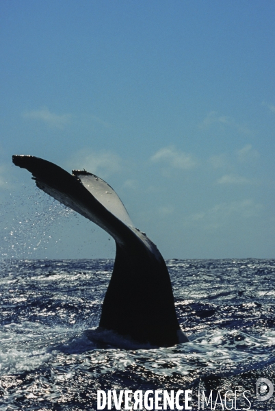 Queue de baleine à bosse à la vertical