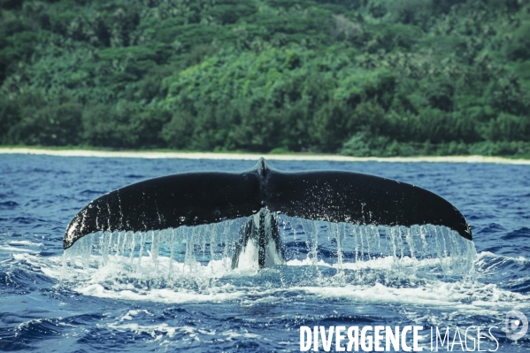 Queue d une baleine à bosse au moment de plonger