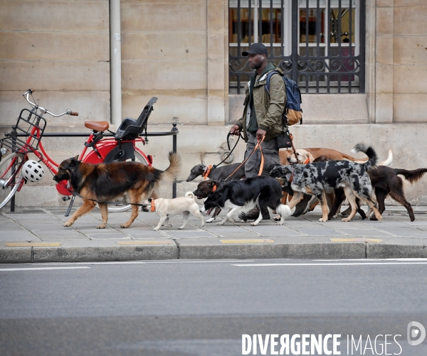 Promeneur de chiens