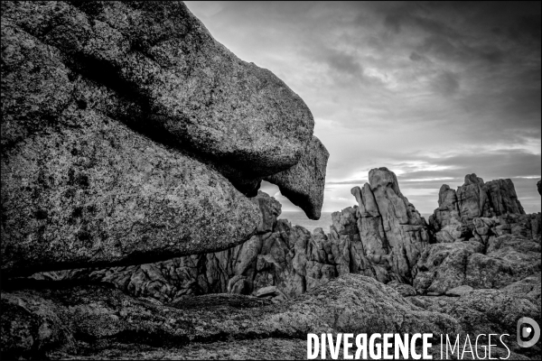 Ouessant blanche et noire