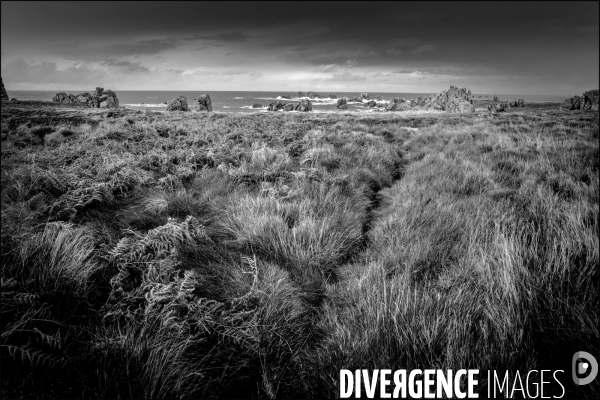 Ouessant blanche et noire