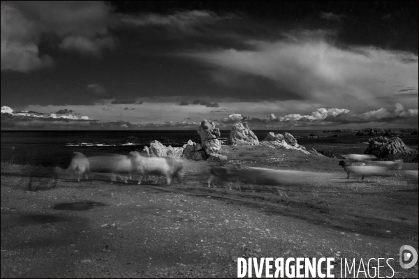 Ouessant blanche et noire