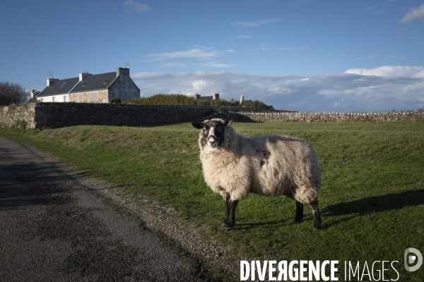 Ouessant en général..