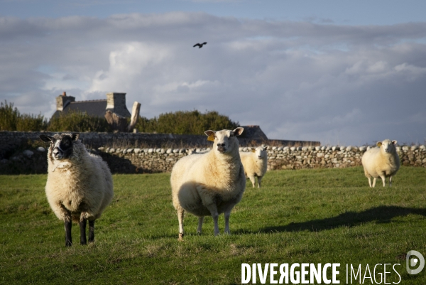 Ouessant en général..