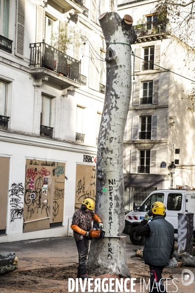 Abattage d un platane dans les rues de Paris.