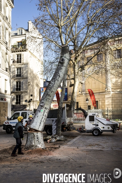 Abattage d un platane dans les rues de Paris.