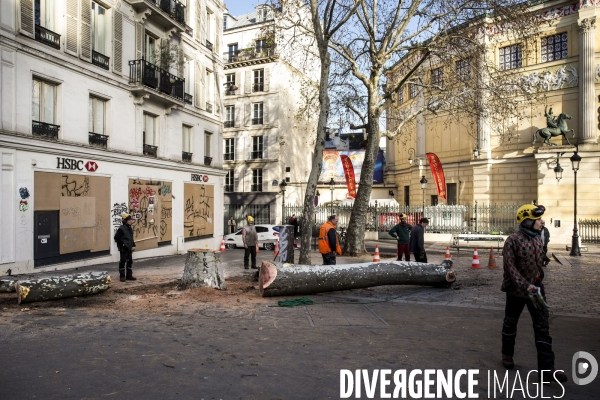 Abattage d un platane dans les rues de Paris.