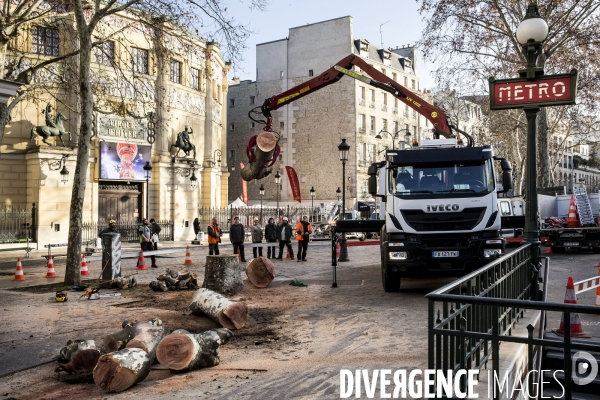 Abattage d un platane dans les rues de Paris.