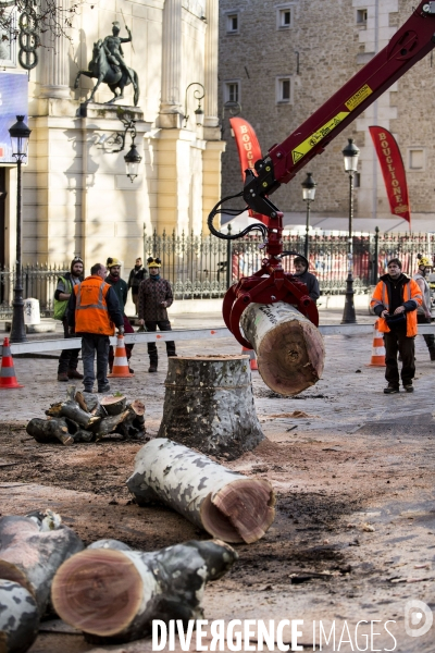 Abattage d un platane dans les rues de Paris.