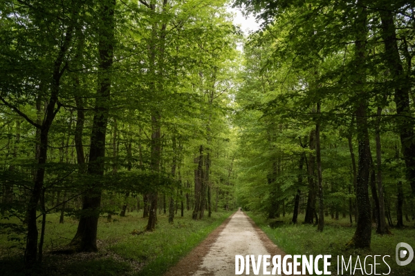 Bois des Hâtes