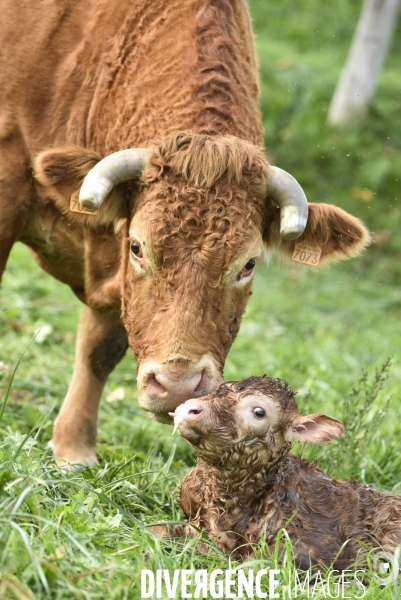 Animaux : vaches. Naissance d un petit veau au pré . Animals: cow. Birth of a small calf in the meadow