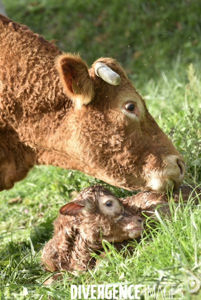 Animaux : vaches. Naissance d un petit veau au pré . Animals: cow. Birth of a small calf in the meadow