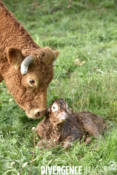Animaux : vaches. Naissance d un petit veau au pré . Animals: cow. Birth of a small calf in the meadow